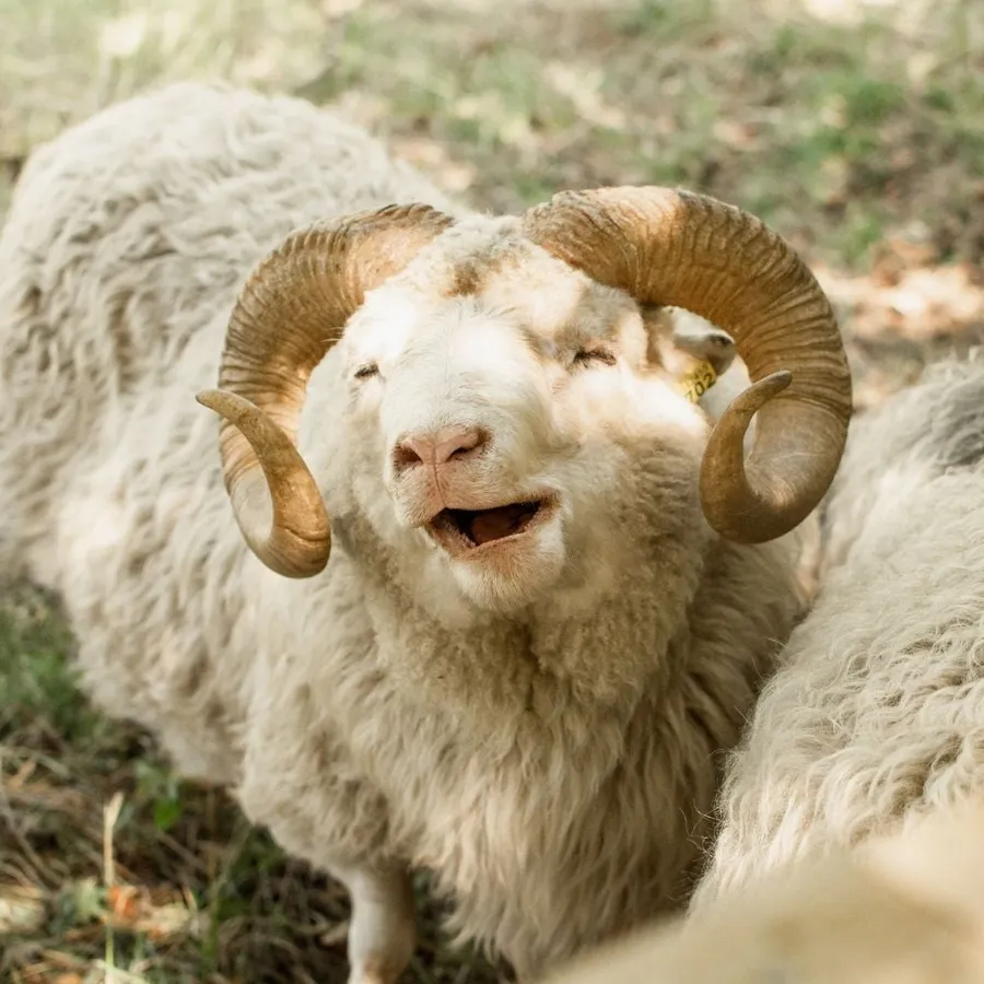 Lampaanvilla